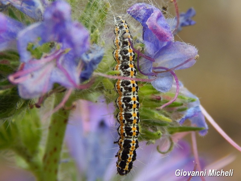 Bruco da determinare - Ethmia bipunctella